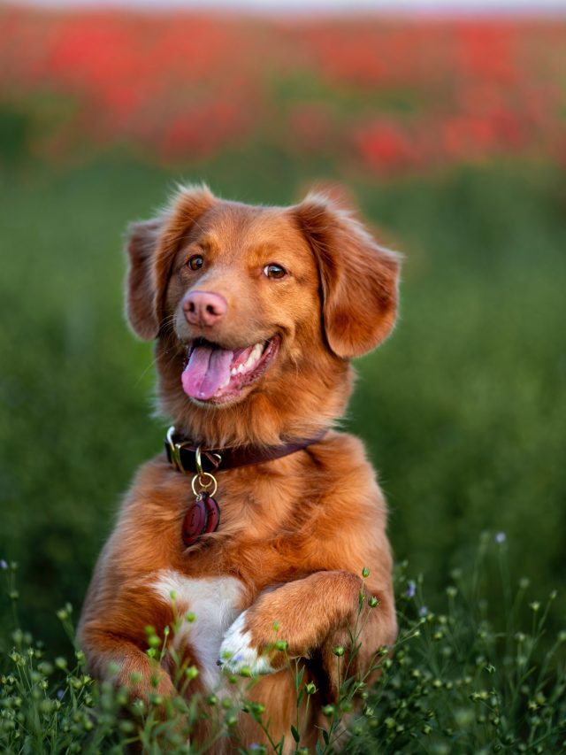 Beautiful Dog Breeds from Italy